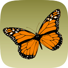 Icona Schmetterlinge bestimmen