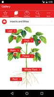 Tomato MD پوسٹر