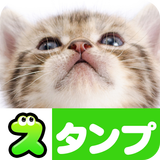 猫スタンプ（実写スタンプ） иконка
