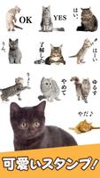 Cat Stickers Affiche