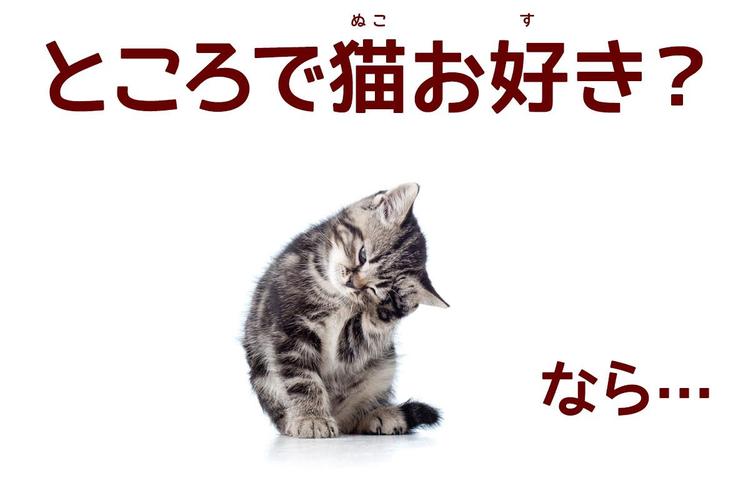 無料で 猫メモ帳 無料 アプリの最新版 Apk4 1 29 17をダウンロードー Android用 猫メモ帳 無料 Apk の最新バージョンをダウンロード Apkfab Com Jp 無料で 猫メモ帳 無料 アプリの最新版 Apk4 1 29 17をダウンロードー Android用 猫メモ帳 無料 Apk の最新バージョンをダウンロード Apkfab Com Jp
