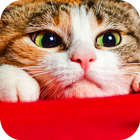 Wallpaper Cat Collection icon