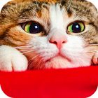 آیکون‌ Wallpaper Cat Collection