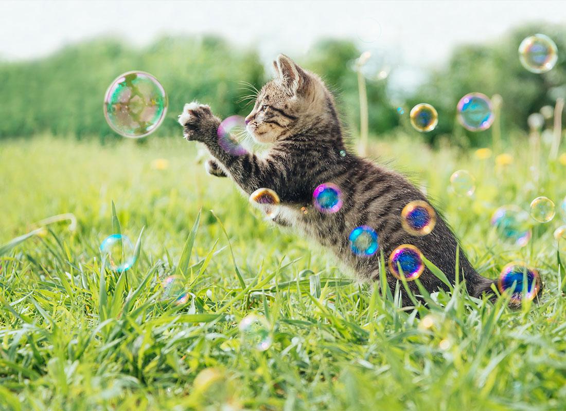 Кот бабл. Котенок и мыльные пузыри. Мыльные пузыри для кошек. Кот с пузырем.