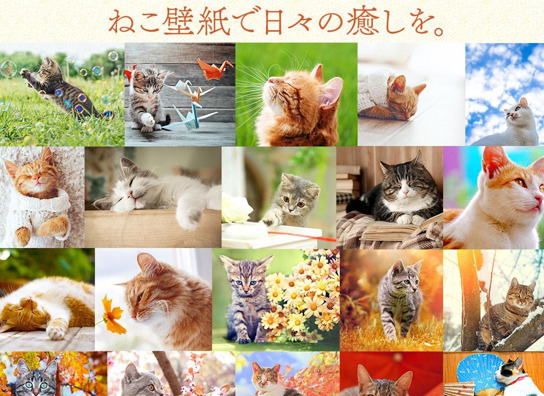 キャリア モデレータ パッチ 猫 可愛い 壁紙 Iphone Chavezinstitute Org