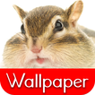 壁纸 : 花栗鼠 Wallpaper Chipmunk