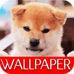 Wallpaper Dog Collection