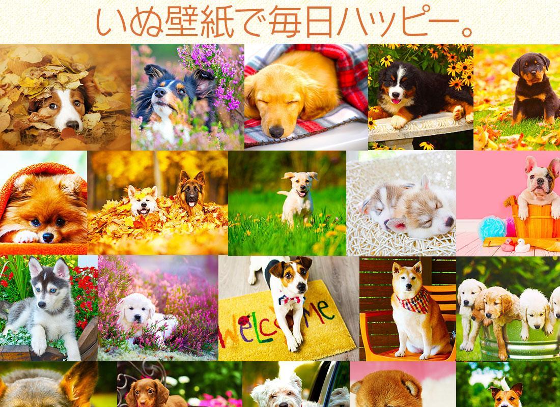 Android 用の 犬の可愛い壁紙 Apk をダウンロード Android 用の 犬の可愛い壁紙 Apk をダウンロード