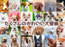 犬の可愛い壁紙 ポスター