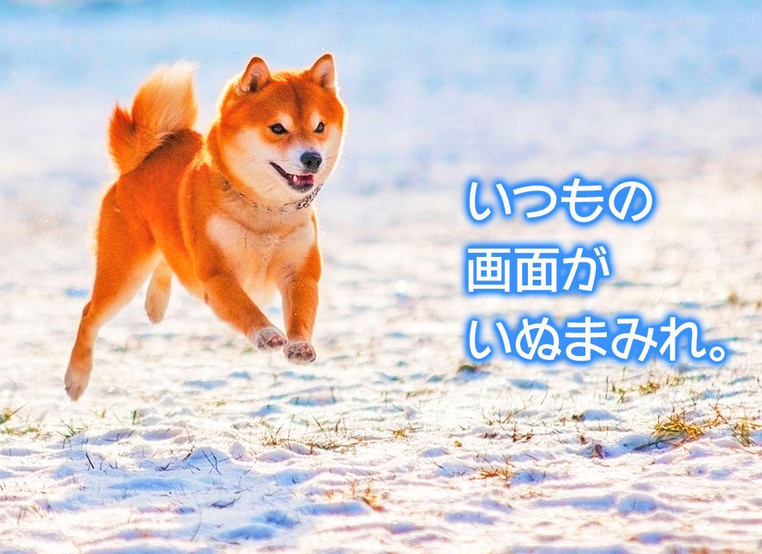 画像をダウンロード 待ち受け 柴犬 可愛い 壁紙 無料の折り紙画像