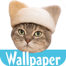 วอลเปเปอร์ : แมว - หมวก APK