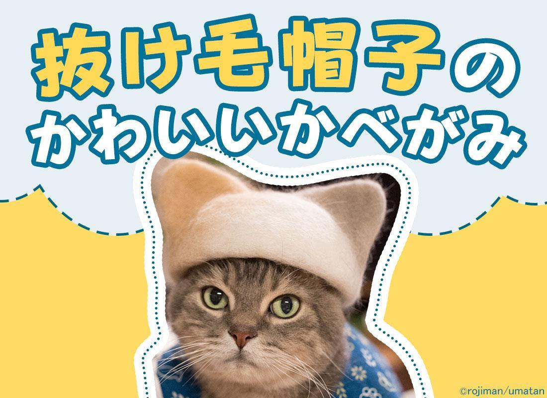 Android 用の オシャレ猫の壁紙 猫の 抜け毛帽子 Apk をダウンロード