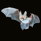 Georgia Bats in Bridges-icoon