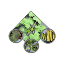SquashRX APK