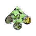 SquashRX icon
