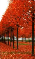 Best Autumn Backgrounds Affiche
