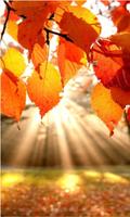 برنامه‌نما Best Autumn Backgrounds عکس از صفحه