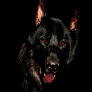 Dog Wallpapers APK