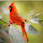 Free Cardinal Bird Wallpapers icône