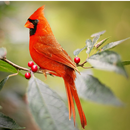 Free Cardinal Bird Wallpapers-APK