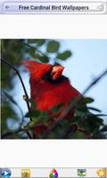 Free Cardinal Bird Wallpapers स्क्रीनशॉट 3