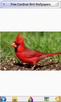 Free Cardinal Bird Wallpapers 海报