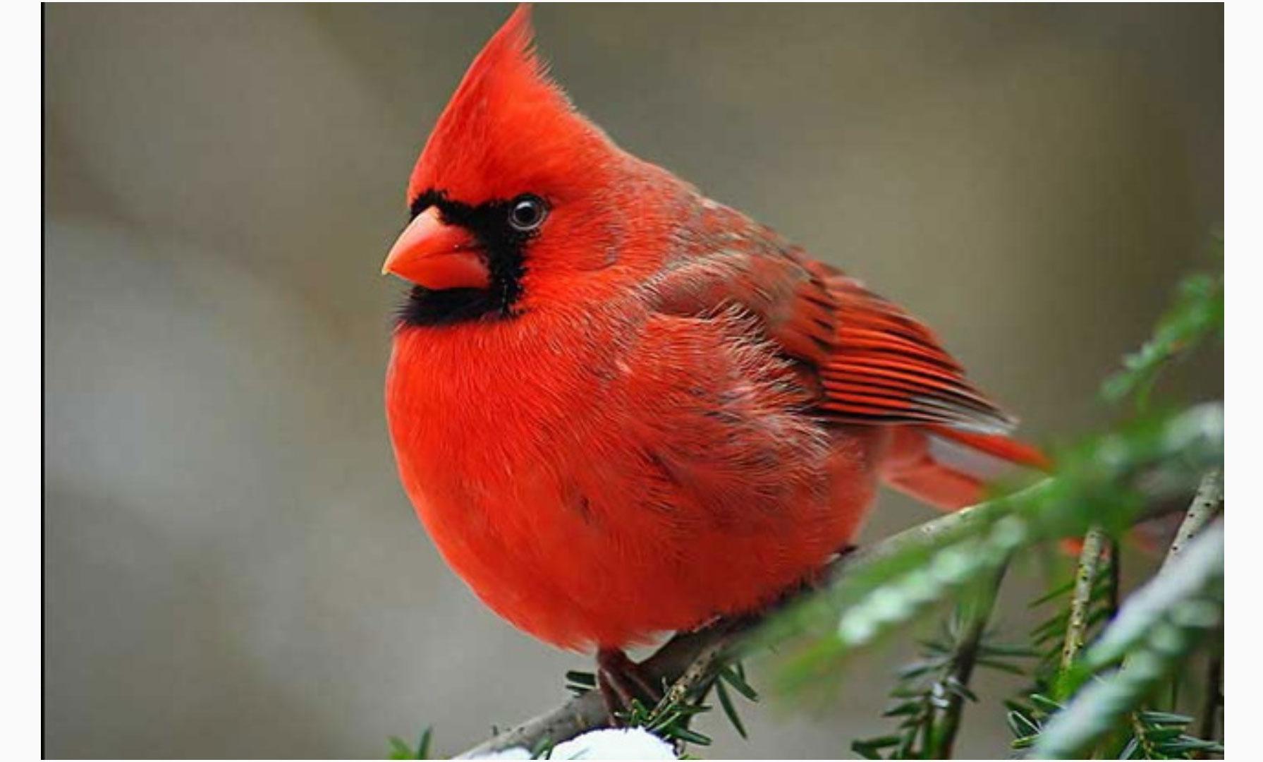 Free Cardinal Bird Wallpapers For Android Apk Download - red bird roblox