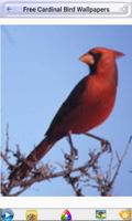 Free Cardinal Bird Wallpapers capture d'écran 2