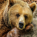 Free Bear Wallpapers APK