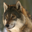 Free Wolf pictures APK