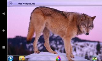 Free Wolf pictures capture d'écran 2