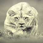 Lion Backgrounds icône
