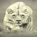 Lion Backgrounds-APK