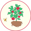 Плодово-ягодные растения: справочник садовода