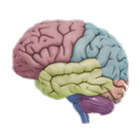 3D Brain icon