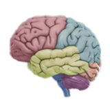 3D Brain aplikacja