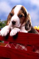 Cute Baby Animals Pictures poster