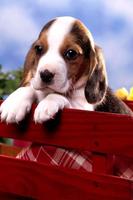 Cute Baby Animals Pictures पोस्टर