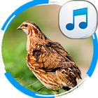 Decoys For Quail For Hunting آئیکن