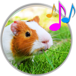 sons de cochons d'Inde amusement