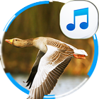 Decoy for Goose and Duck icon