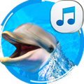 Dolphin Sounds