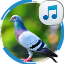Sounds of Dove APK