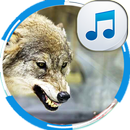 Hurlement, loup, sons, loups APK