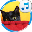 Scare Cats Sounds