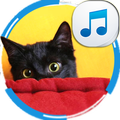 Scare Cats Sounds