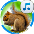 Sounds of Squirrels