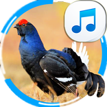 leurre pour tétras lyre pour la chasse