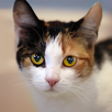Berbicara Kucing Belacu APK