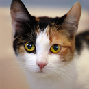 Talking Calico Cat APK